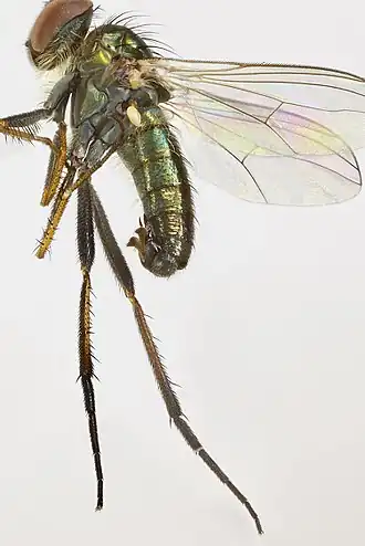 Rhaphium consobrinum