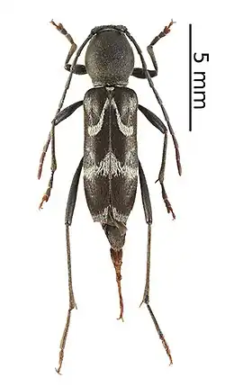 Rhaphuma gracilipes