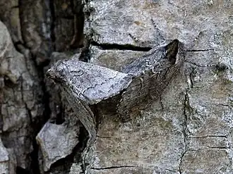 Rhegmatophila alpina