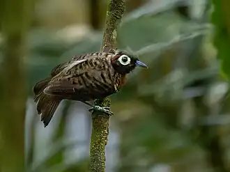 Harlekijnmiervogel