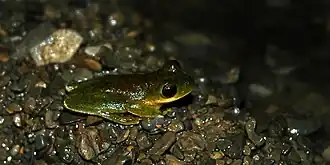 Rheohyla miotympanum