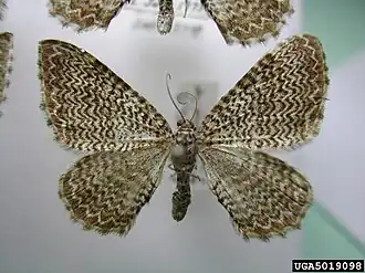 Rheumaptera prunivorata