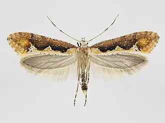 Rhigognostis incarnatella