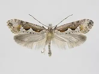 Rhigognostis kuusamoensis