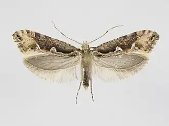 Rhigognostis schmaltzella