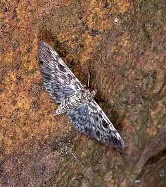 Rhimphaliodes macrostigma