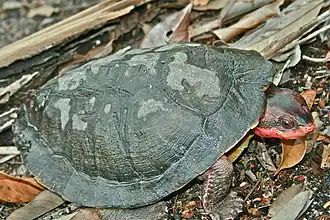 Rode paddenkopschildpad