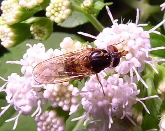 Rhingia nasica