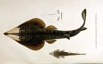 Pseudobatos percellens