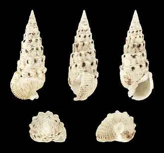 Rhinoclavis brettinghami