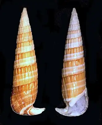 Rhinoclavis fasciata
