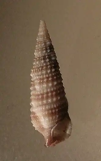Rhinoclavis sordidula