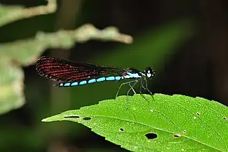 Rhinocypha frontalis