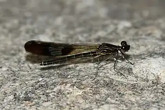 Rhinocypha unimaculata