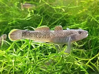 Rhinogobius delicatus