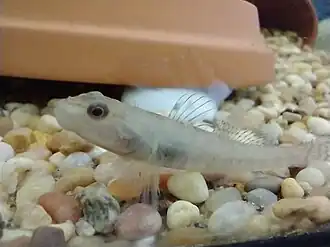 Rhinogobius filamentosus