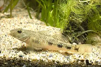 Rhinogobius giurinus