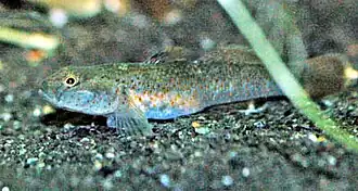 Rhinogobius rubromaculatus