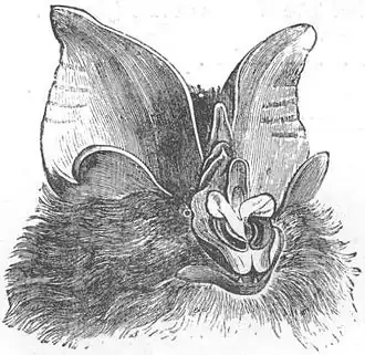 Rhinolophus luctus