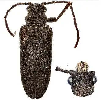 Rhinorhipidae