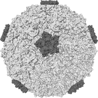 Oppervlaktestructuur van een rinovirus, een van de belangrijkste verwekkers van verkoudheid
