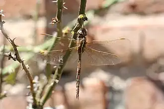 Rhionaeschna bonariensis
