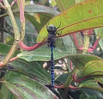 Rhionaeschna galapagoensis