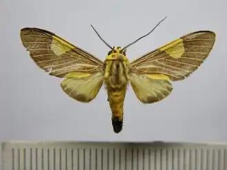 Rhipha flavoplagiata