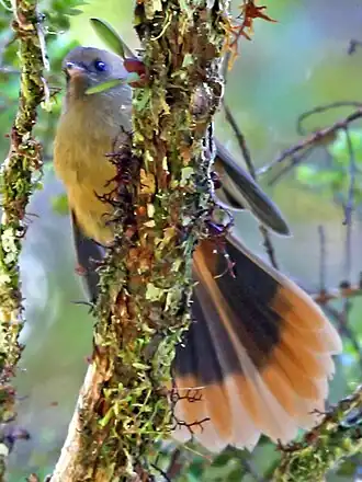 Dimorfe waaierstaart