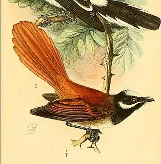 Zwartborstwaaierstaart