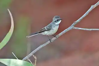 Mangrovewaaierstaart