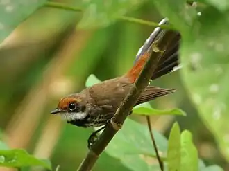 Marianenwaaierstaart