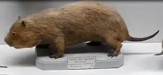 Sumatraanse bamboerat