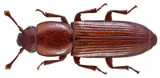 Rhizophagus ferrugineus