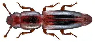 Rhizophagus nitidulus