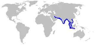 Grijze scherpsnuithaai