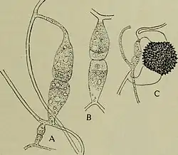 Zygosporevorming bij Rhizopus nigricans