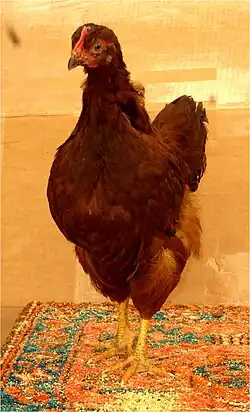 Rhode Island Red, haan, 12 weken