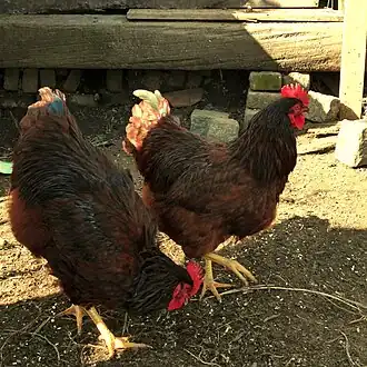 Rhode Island Red, hanen, 26 weken