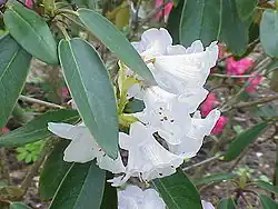 Rhododendron campanulatum behoort bij het ondergeslacht Hymenanthes