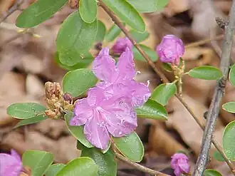 Rhododendron dauricum