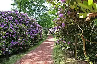 Rhododendronlaan bij Oldenzaal
