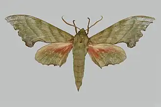 Rhodoprasina corrigenda