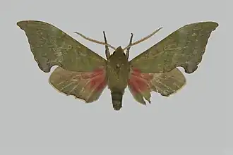 Rhodoprasina winbrechlini