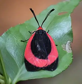 Rhodopsona rubiginosa