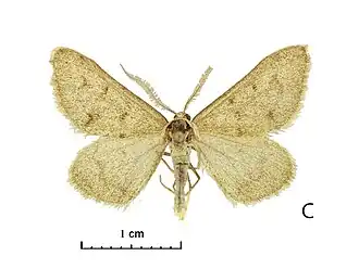 Rhodostrophia vastaria