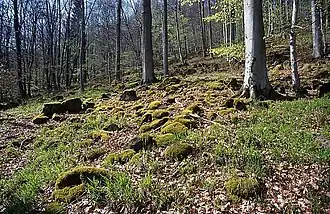 Veldbies-beukenbos met beuk