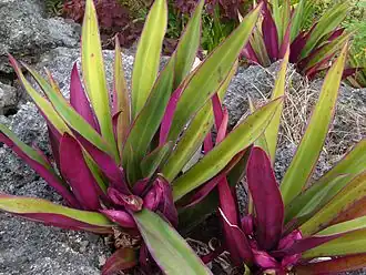 Tradescantia spathacea