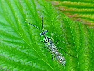 Rhogogaster chlorosoma