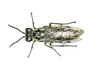Rhogogaster genistae